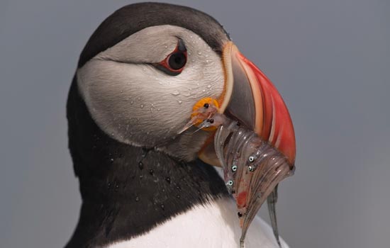 a puffin holding fish in its beak.