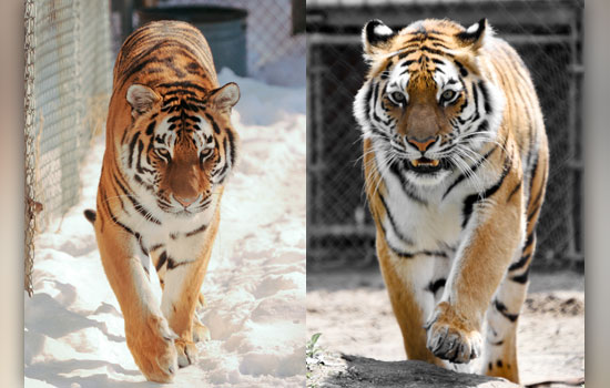Two portraits of tigers side by side
