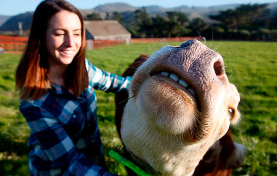 anna sweet with a cow.